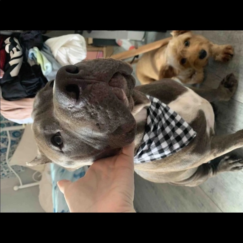 PET BANDANA - Picture 12 of 16